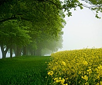 八月三十日生辰赏景